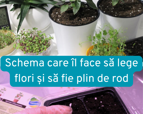 Ardeiul se cultiva foarte usor în ghiveci pe pervaz dacă pornești corect și nu-l grăbești.