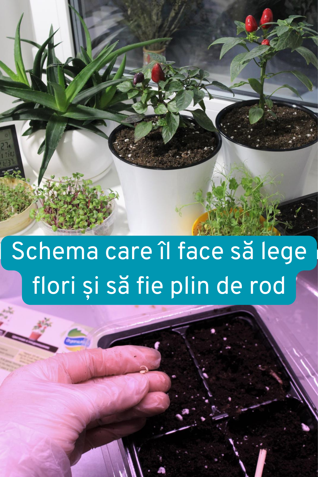 Ardeiul se cultiva foarte usor în ghiveci pe pervaz dacă pornești corect și nu-l grăbești.