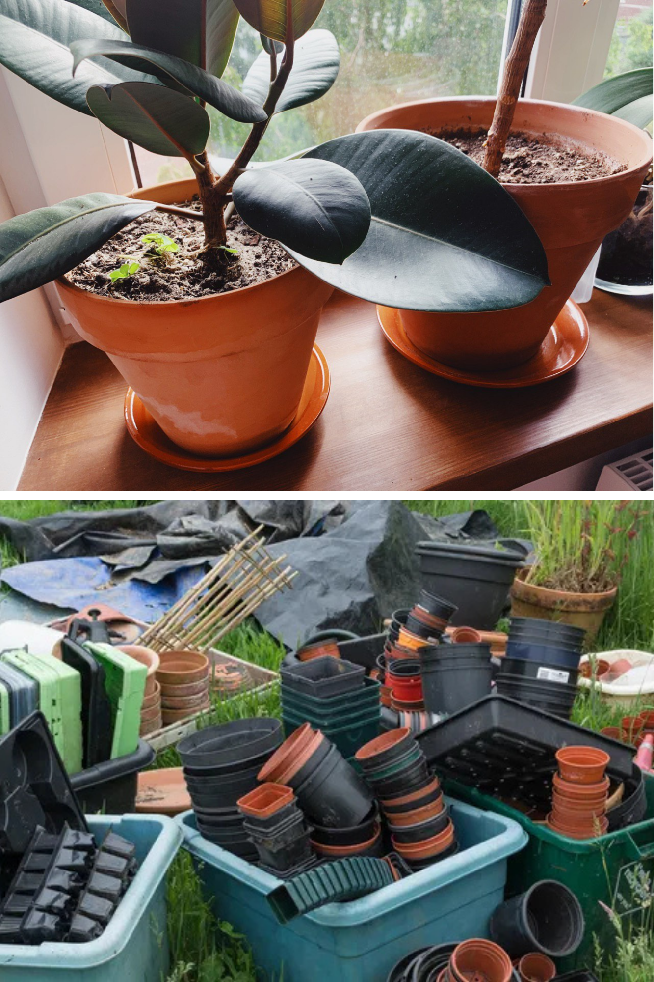 ghivece din plastic cu plante