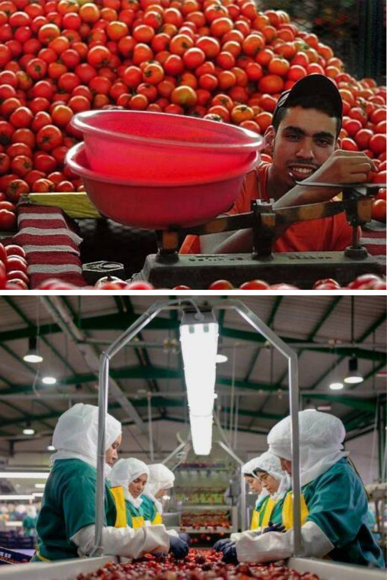rosii maroc