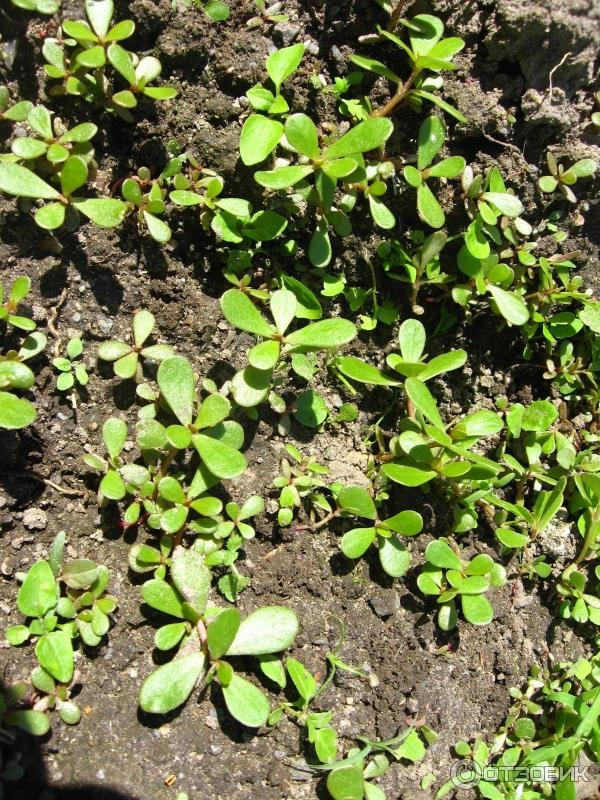 Iarba grasă