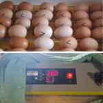 Incubația ouălor de găină