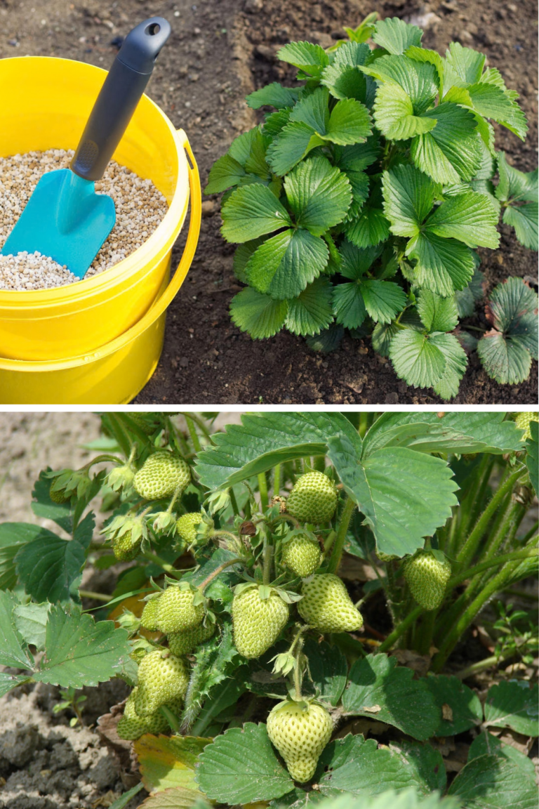 5 fertilizări pentru căpșuni care pot schimba complet recolta