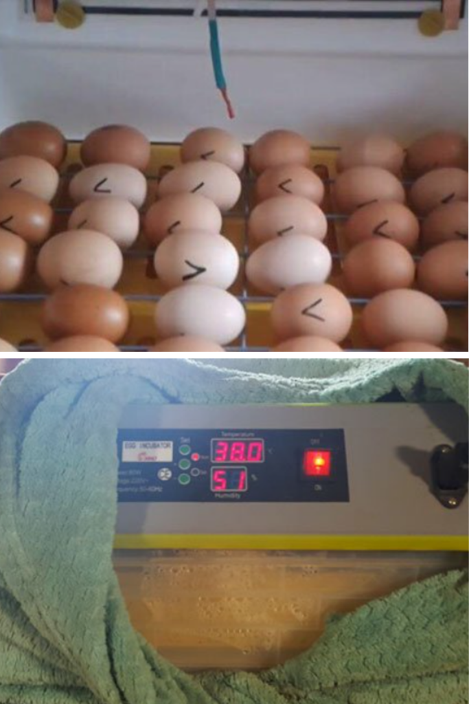 Incubația ouălor de găină: ce trebuie să știe un crescător la început de drum