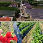 Secretele ținutului căpșunilor din România comunistă