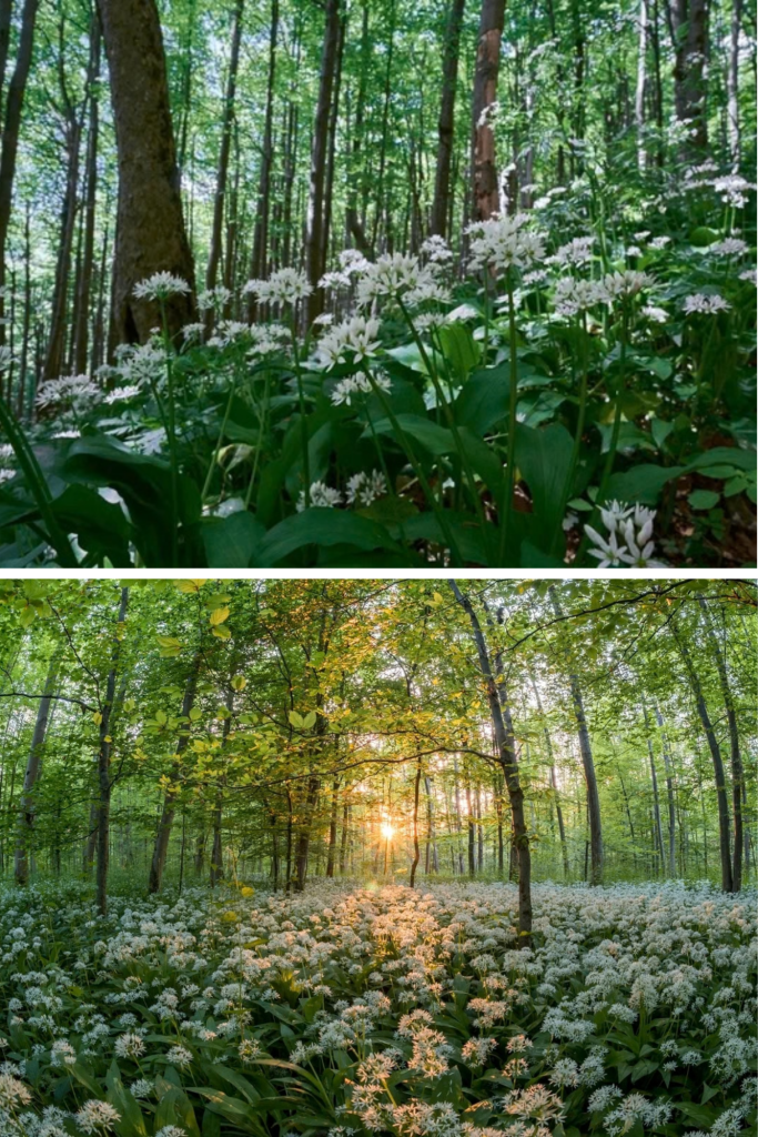 Planta vindecătoare care crește lângă cetățile dacice. Legenda „usturoiului ursului”