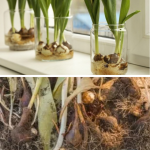 Se mai pot planta lalele în martie?