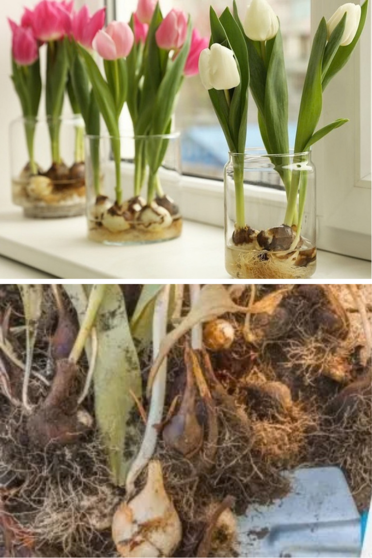 Se mai pot planta lalele în martie? Metoda simplă prin care bulbii înfloresc chiar dacă ai ratat toamna