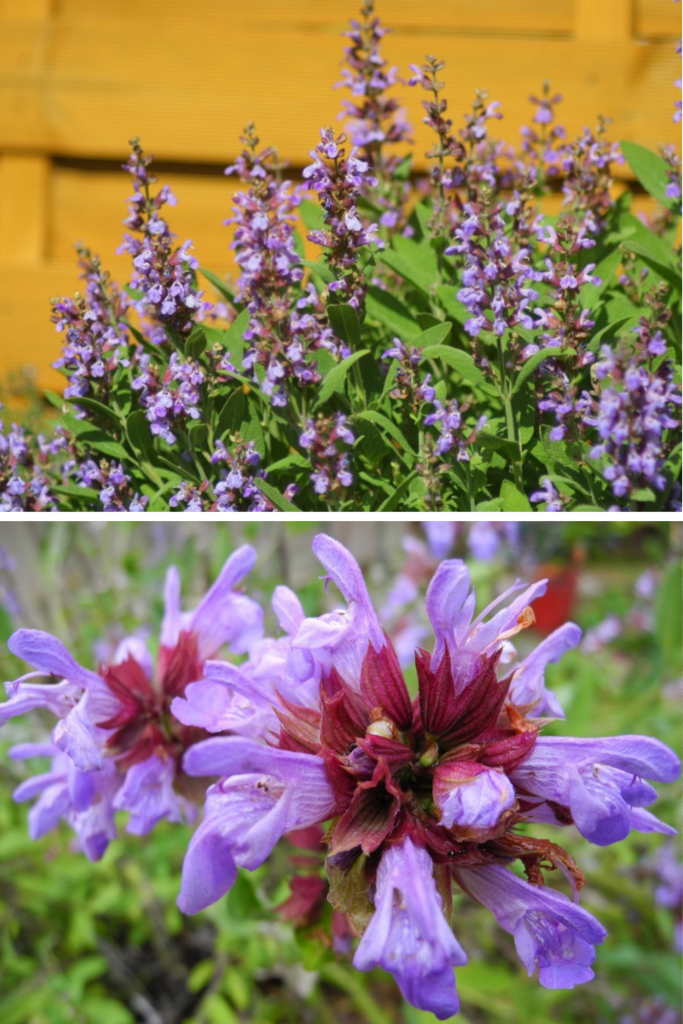 Salvia (Salvia officinalis) – planta sănătății și a echilibrului: ce trebuie să știi în 2026 despre utilizare, beneficii și riscuri