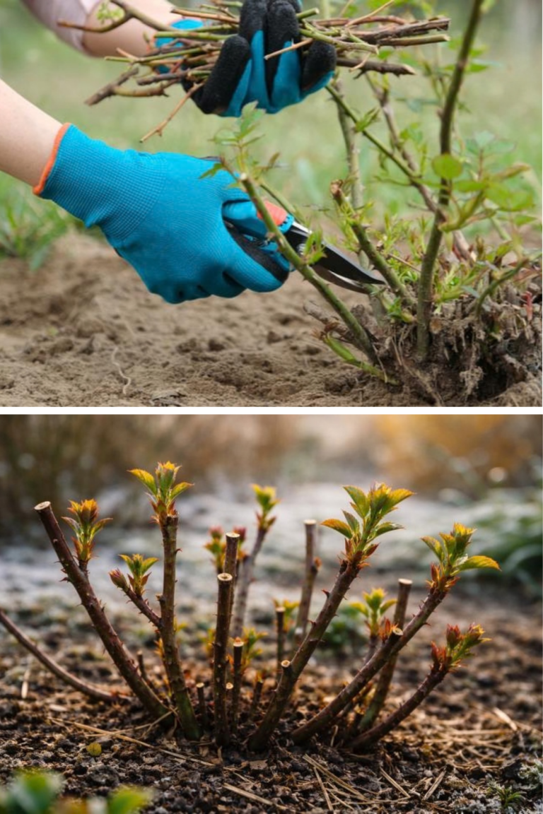 Cum să faci un trandafir bătran să înflorească ca în primul an de la plantare