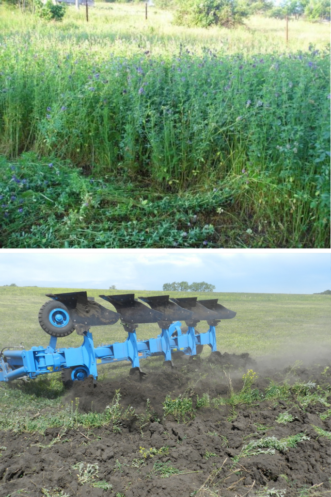Ai avut lucernă anul trecut și nu știi ce să pui acum? Aici se face diferența între producție mare și pierdere sigură