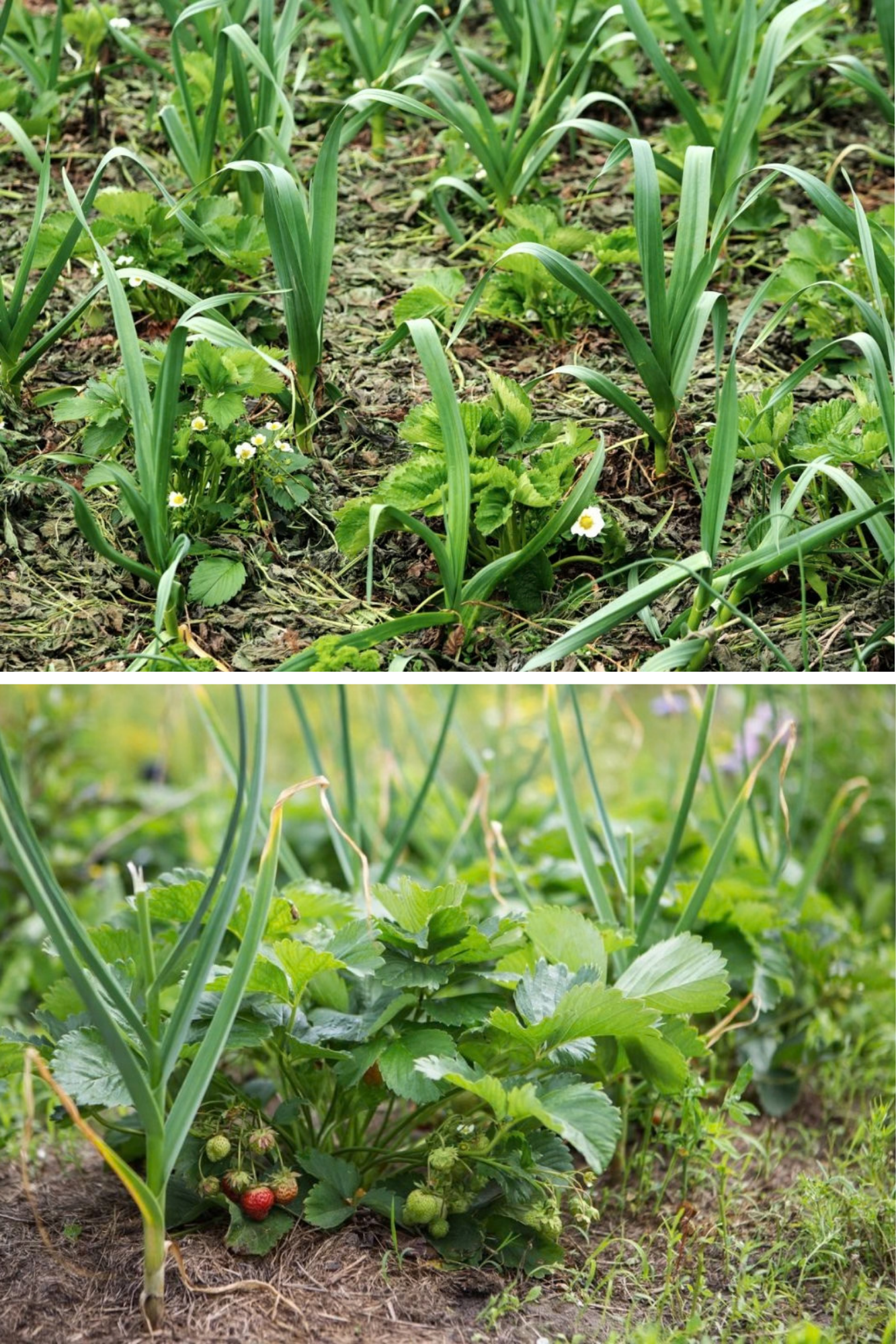 plante lângă căpșuni