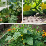 Aceste culturi vor proteja castraveții de dăunători