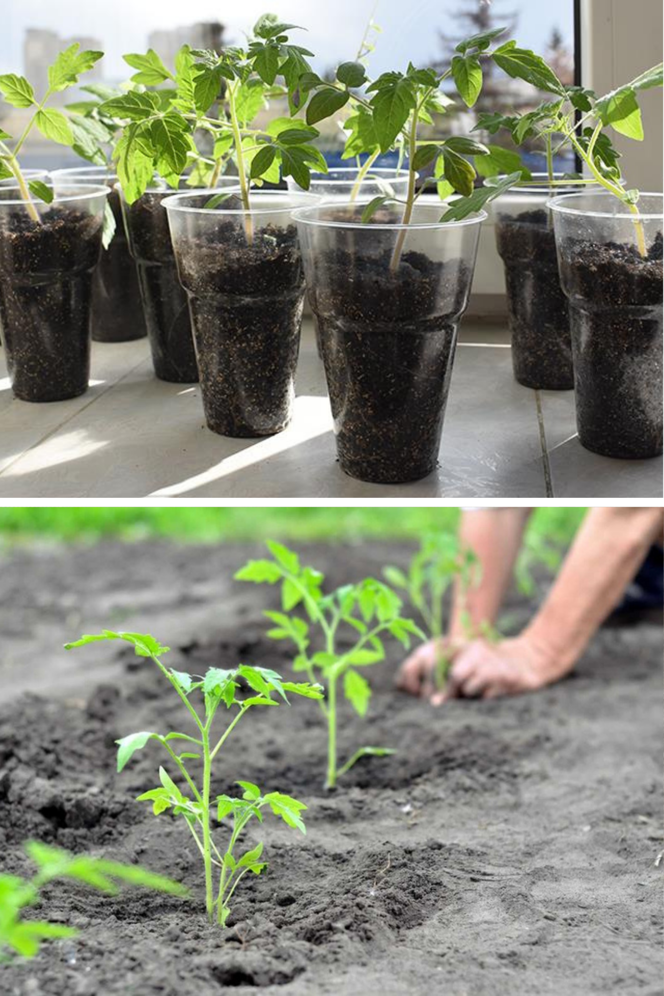 Când să plantezi roșiile