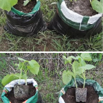 Castraveți cultivați în saci