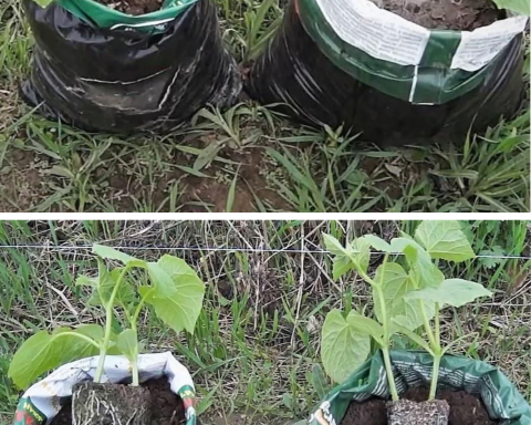 Castraveți cultivați în saci