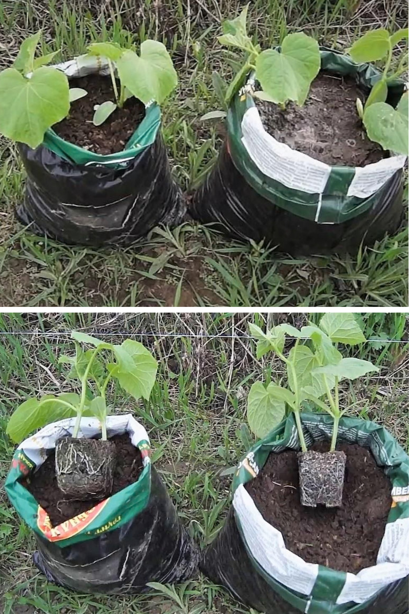 Castraveți cultivați în saci