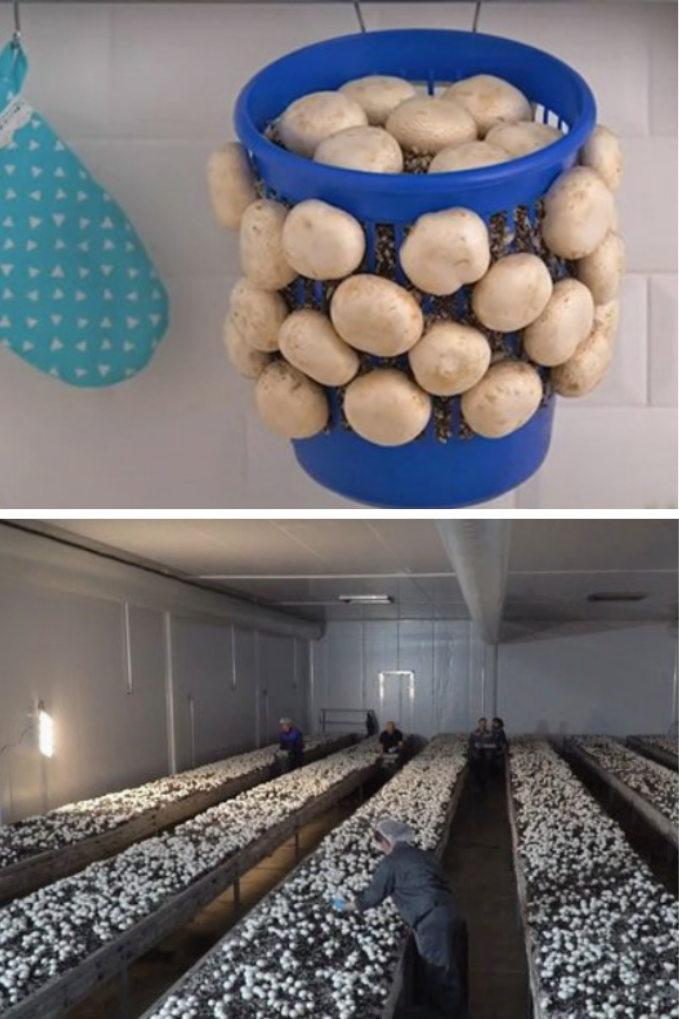 Cultivarea ciupercilor champignon acasă