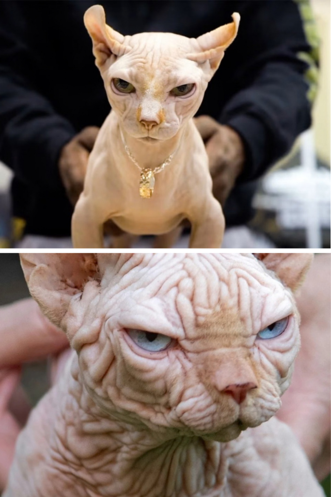 „Bully cat”, pisica care a stârnit scandal în lumea veterinarilor. Noua rasă controversată care împarte iubitorii de animale. De ce vor interzicerea rasei