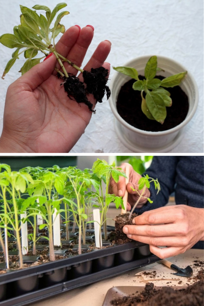 De ce se îngălbenește răsadul. Cauze frecvente și ce poți face ca să salvezi plantele