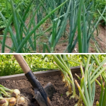 Ce să plantezi lângă ceapă