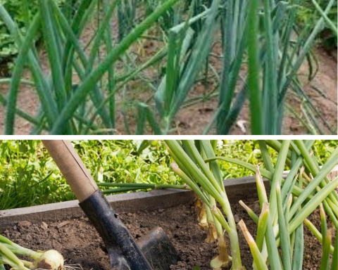 Ce să plantezi lângă ceapă