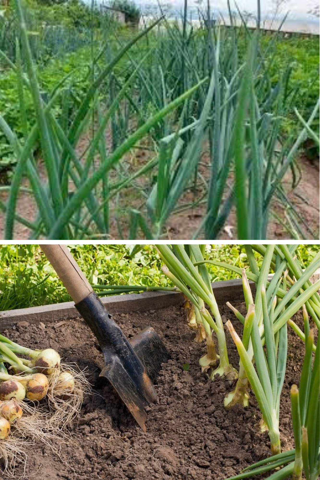 Ce să plantezi lângă ceapă