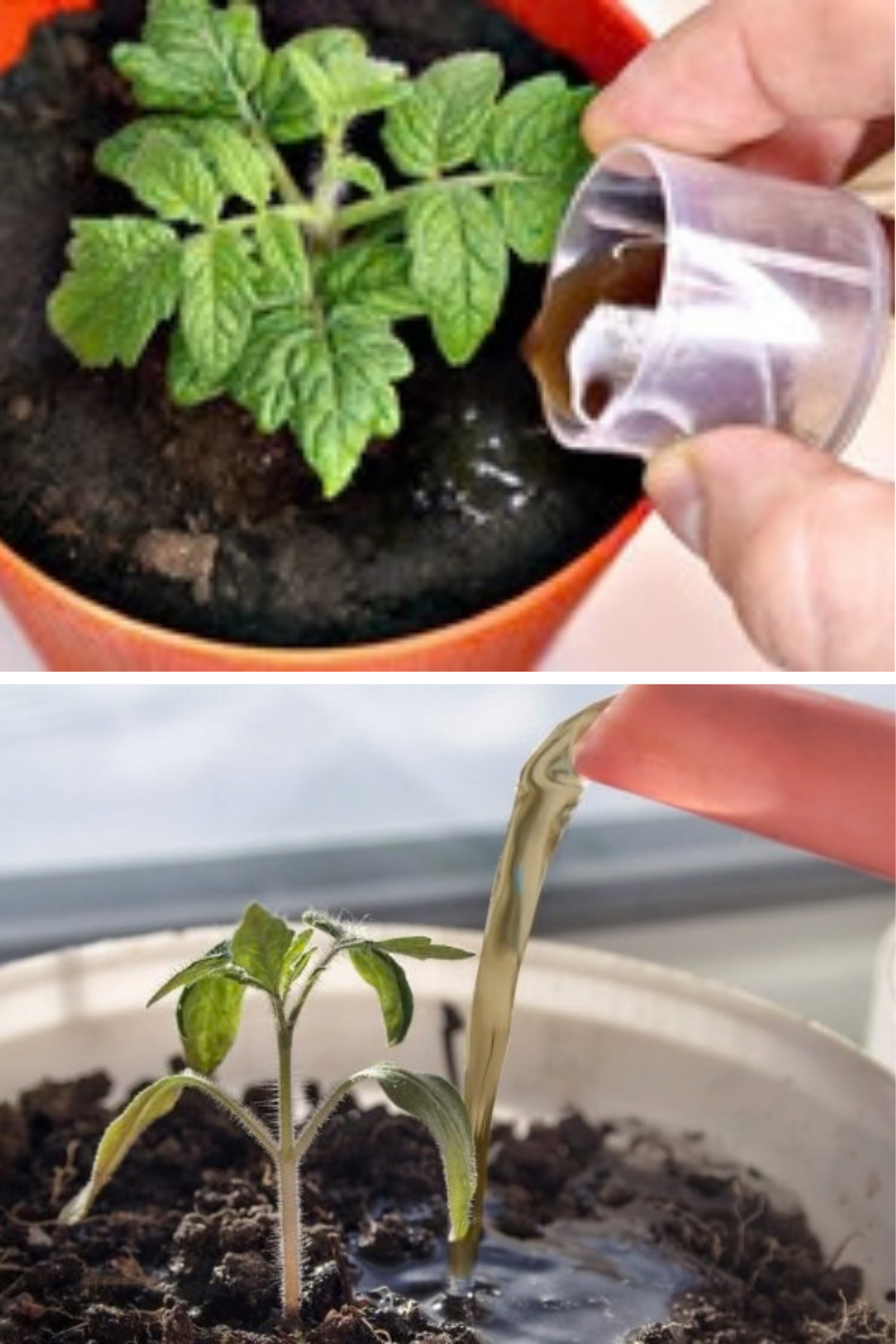 7 fertilizări simple pentru răsaduri