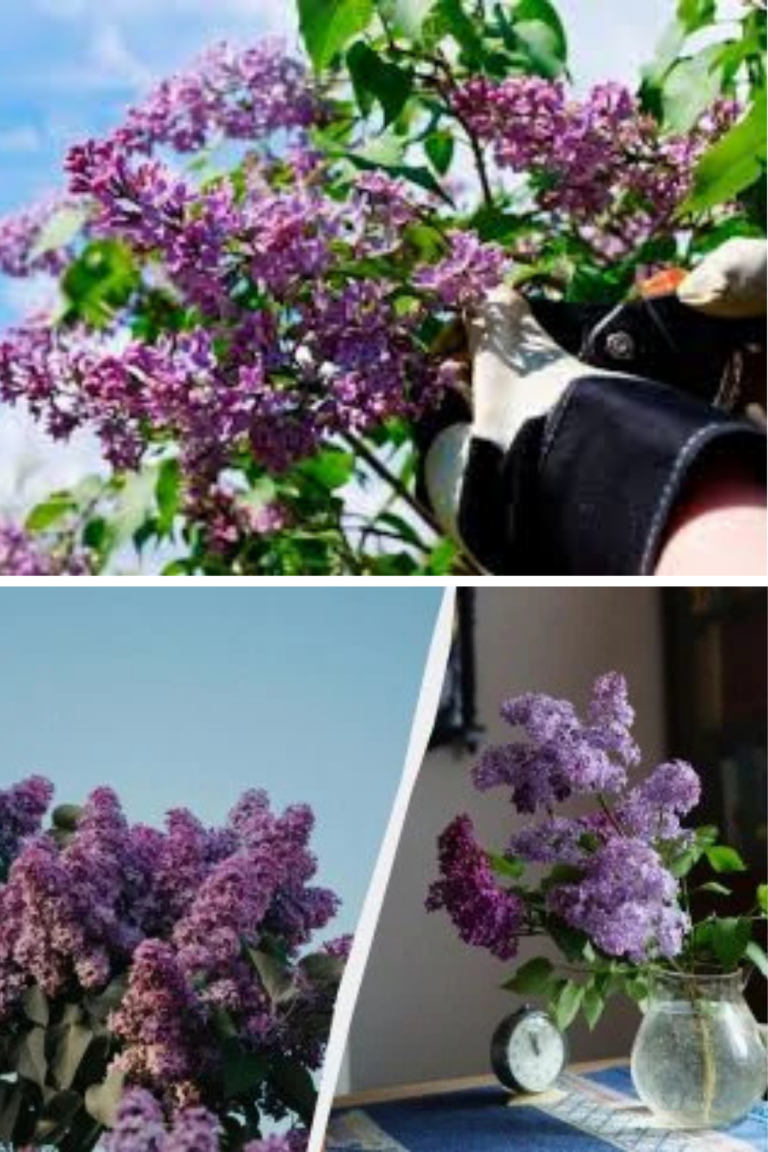 De ce nu trebuie curatat liliacul. Sfaturi utile pentru îngrijirea liliacului primăvara