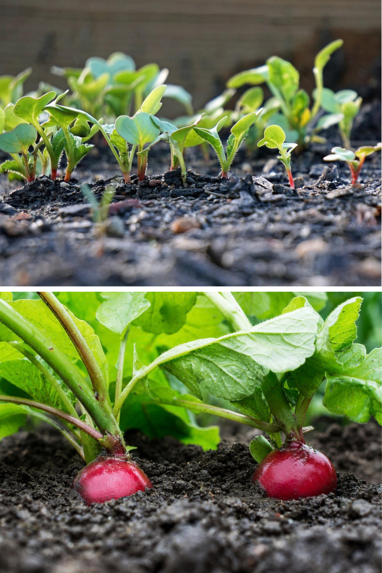 Cum obții ridichi mari și suculente