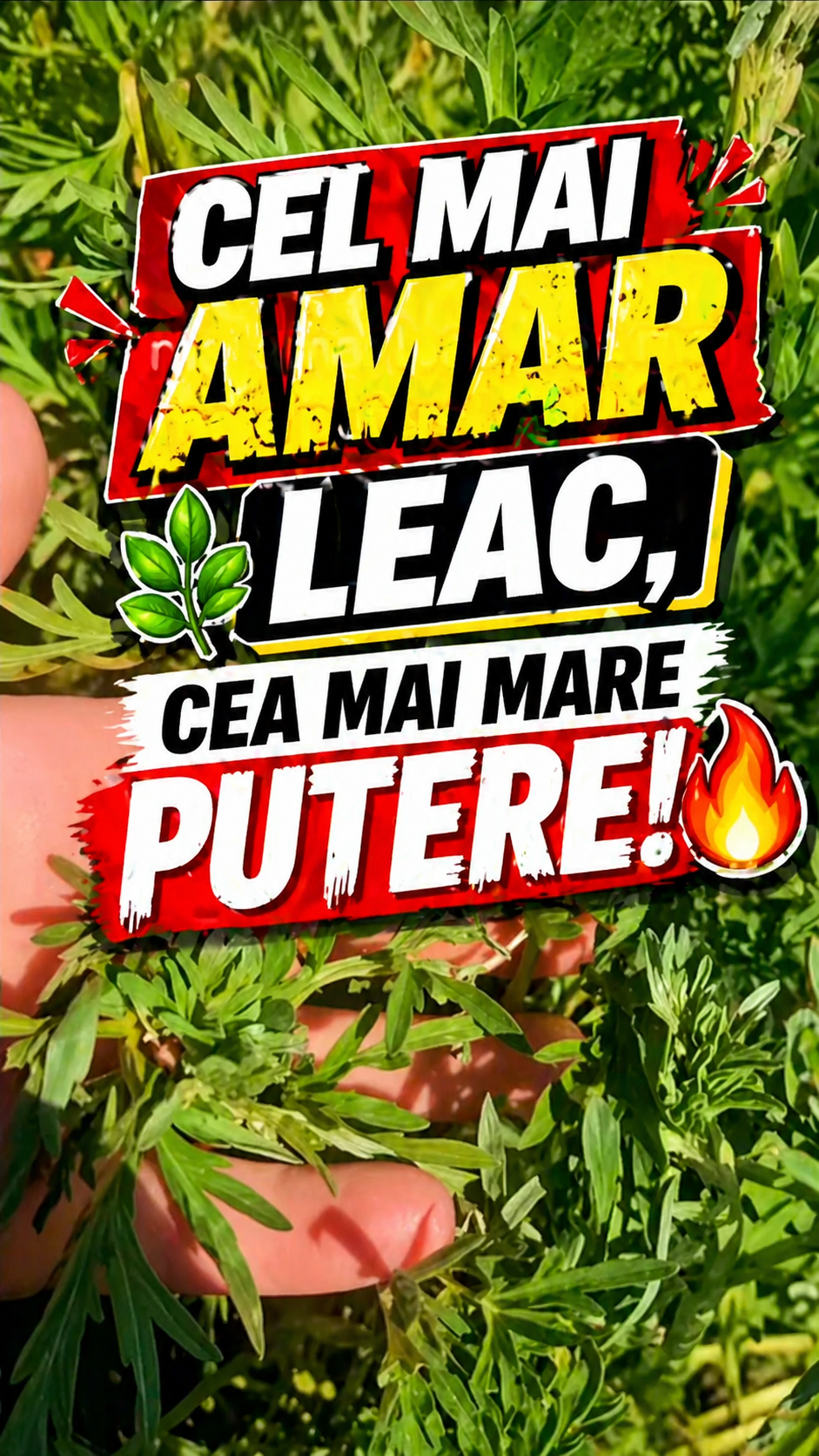 Leacul amar din curte