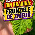 Frunzele de zmeur