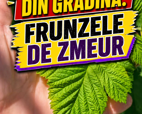 Frunzele de zmeur