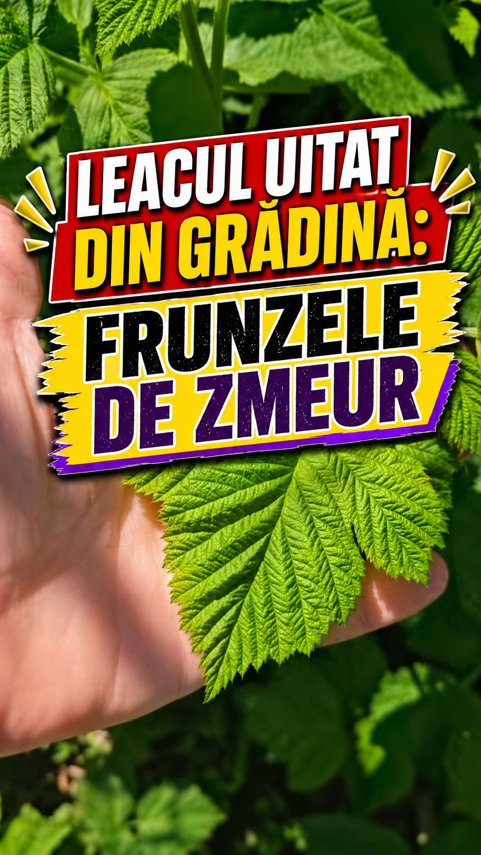 Frunzele de zmeur