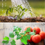 roșiile au nevoie de fertilizare etapizată
