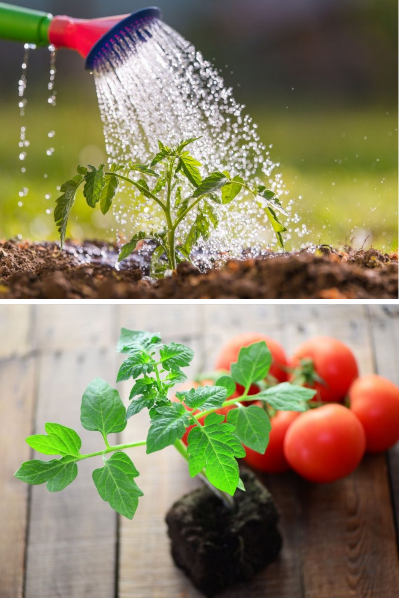 roșiile au nevoie de fertilizare etapizată