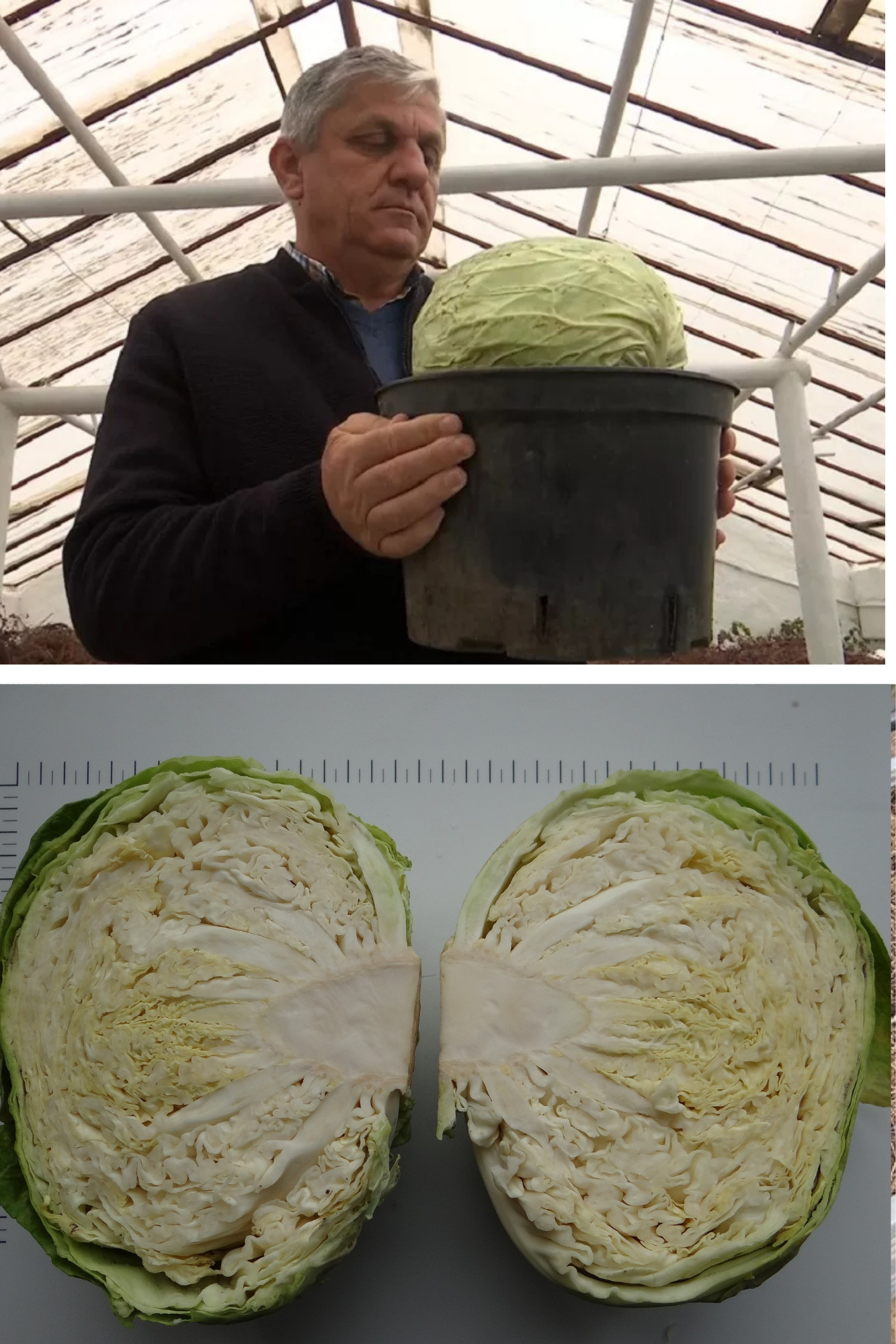Varza Licurișca