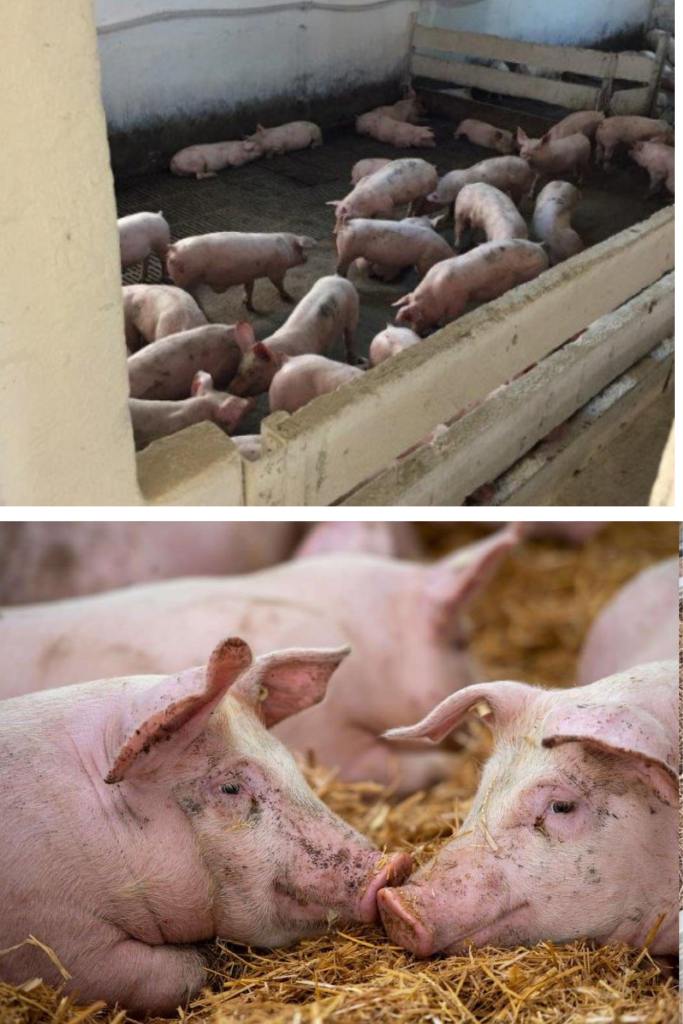 Fermele de porci din România, împinse spre închidere. Prețul a coborât sub costul de producție, iar importurile acoperă golul lăsat de producția internă