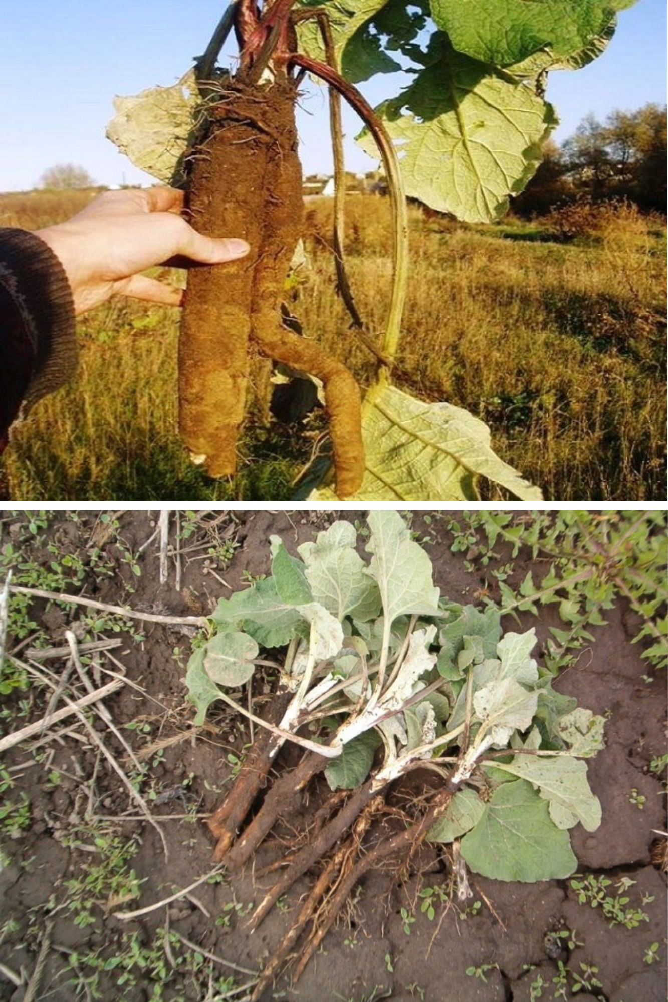 rădăcina de brusture