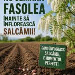 𝐍𝐔 𝐒𝐄𝐌Ă𝐍𝐀 𝐅𝐀𝐒𝐎𝐋𝐄𝐀 î𝐧𝐚𝐢𝐧𝐭𝐞 𝐬ă î𝐧𝐟𝐥𝐨𝐫𝐞𝐚𝐬𝐜ă 𝐬𝐚𝐥𝐜â𝐦𝐢𝐢