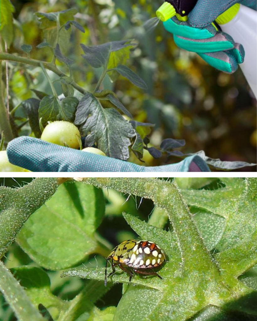 Ploșnița verde atacă roșiile și fasolea. Semnul ignorat de mulți grădinari și soluțiile naturale care pot reduce invazia