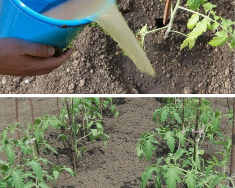 Primele două săptămâni după plantarea roșiilor.