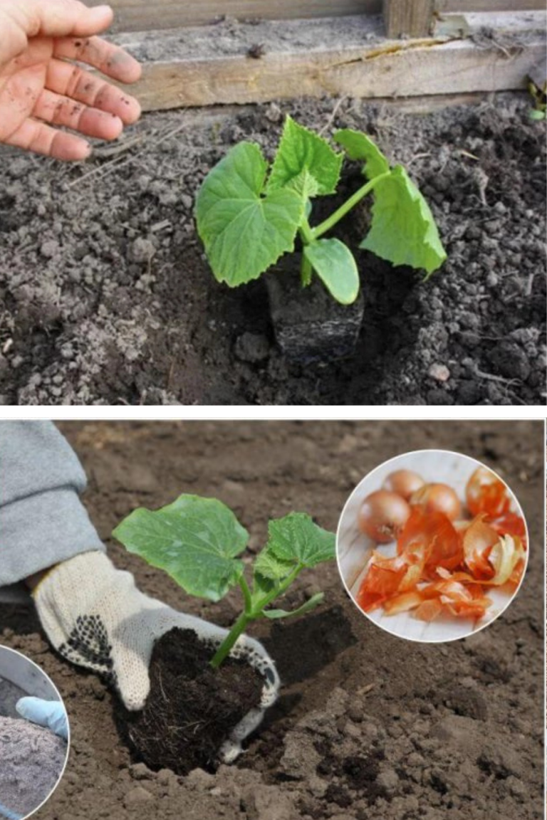 Ce se pune în groapa castraveților pentru producție mare. Trucurile simple care ajută plantele să rodească mai mult