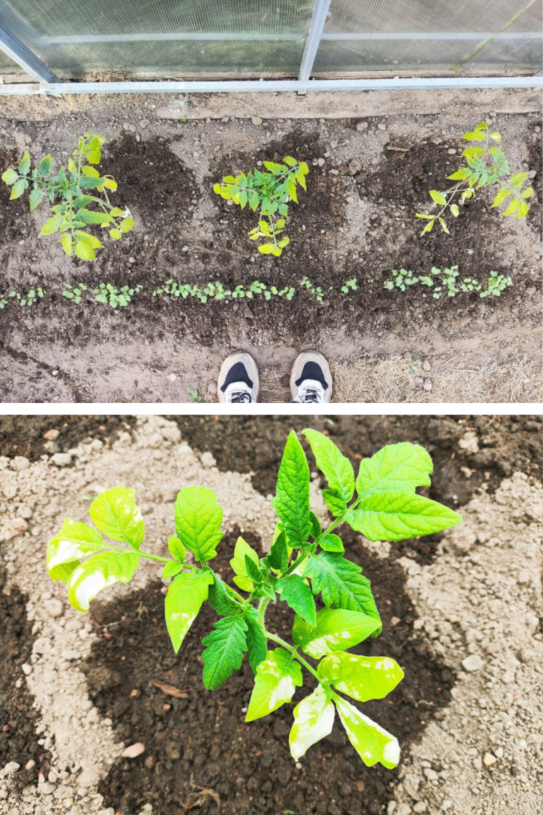 Ce faci dacă răsadurile se ard la soare după plantare. Greșeala care distruge multe culturi încă din primele zile