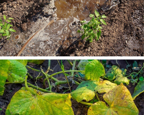 5 semne că uzi prea mult plantele