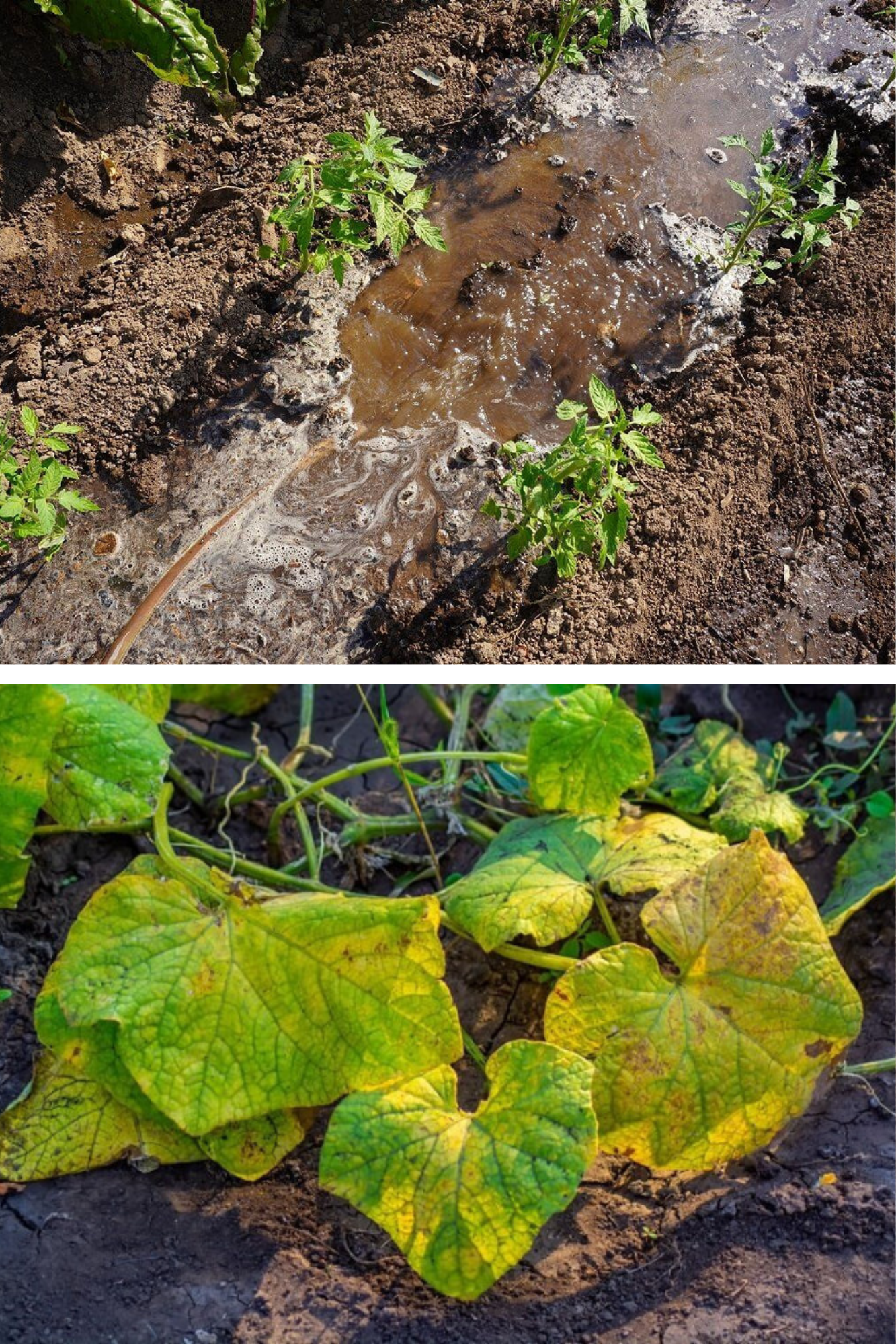 5 semne că uzi prea mult plantele