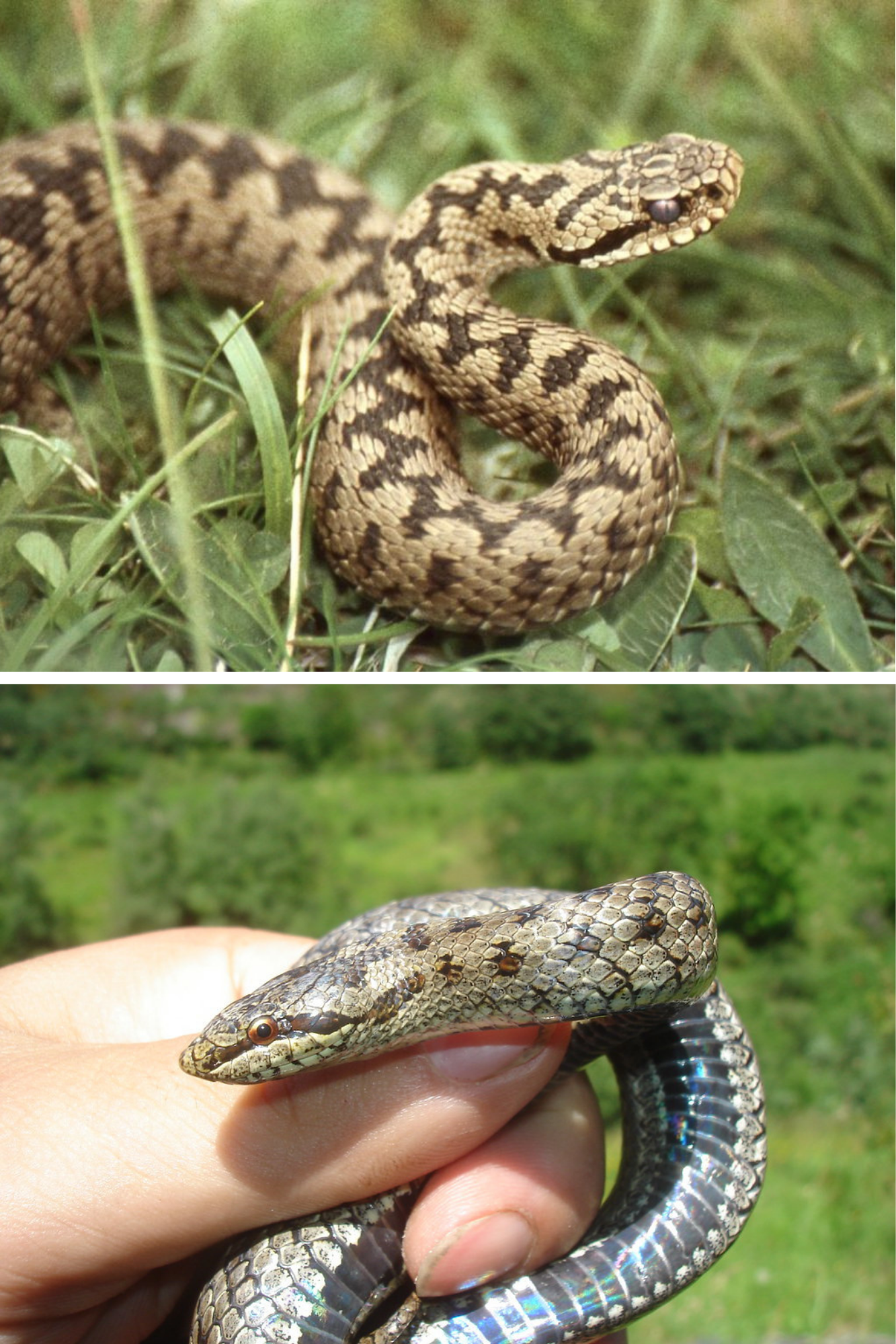 Cum deosebești vipera de șarpele de casă