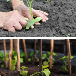 De ce se îngălbenesc și se opresc din creștere castraveții după plantare