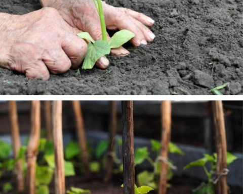 De ce se îngălbenesc și se opresc din creștere castraveții după plantare