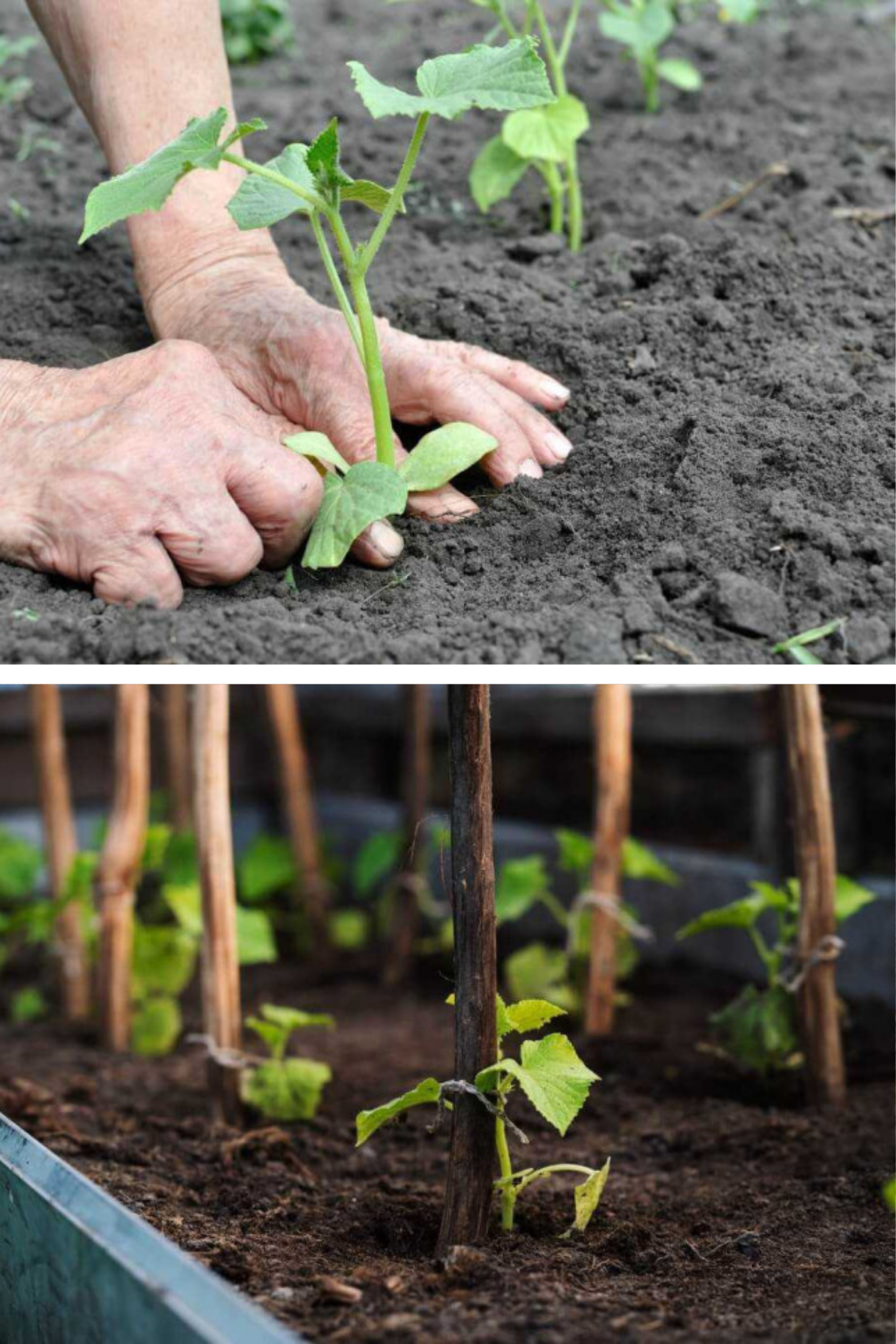 De ce se îngălbenesc și se opresc din creștere castraveții după plantare